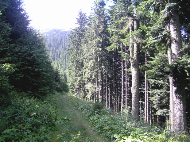 lesná cestička