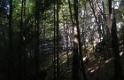 v lese :)