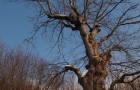 Rozprávkový strom :)